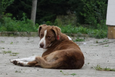 İstanbul Valiliği'nden belediyelere 'sokak köpeği' talimatı