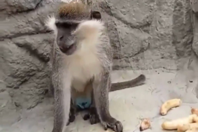 Denizli’de fırtınadan kaçan maymun yeniden korumaya alındı