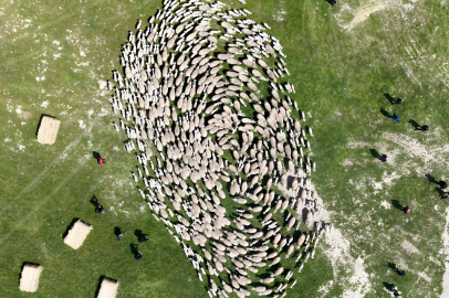 TİGEM’de 'kavuşma' sevinci... Koyun ve kuzular buluştu