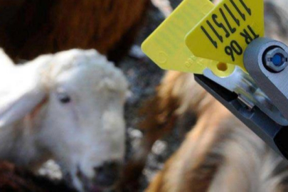 Hayvan sahiplerine aşı ve küpe ücretlerinde önemli ayar... O ücretler desteklemeden düşecek