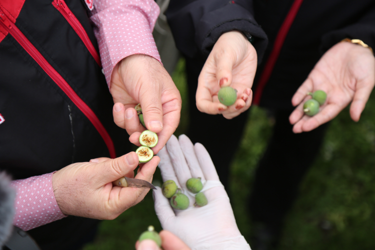 Bursa siyahı incirde sıkı denetim