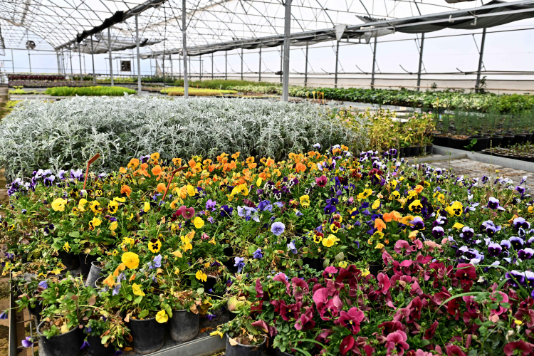 Antalya Muratpaşa’da 130 bin dal çiçek yetiştiriliyor