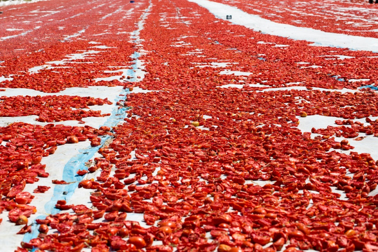 Aslan payı Ege’nin… Turşu ihracatında da öne çıktı