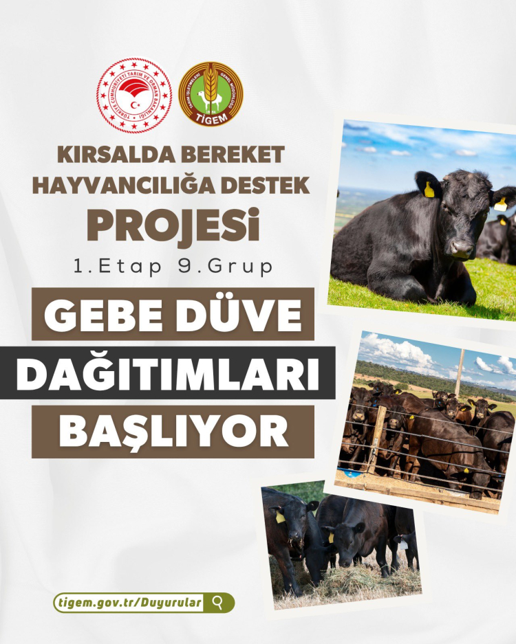 “Kırsalda Bereket”te 9. etap… Gebe düve dağıtımları başlıyor