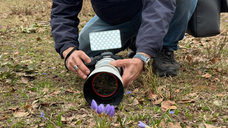 Kocaeli’de Keltepe Çiğdemi büyüledi