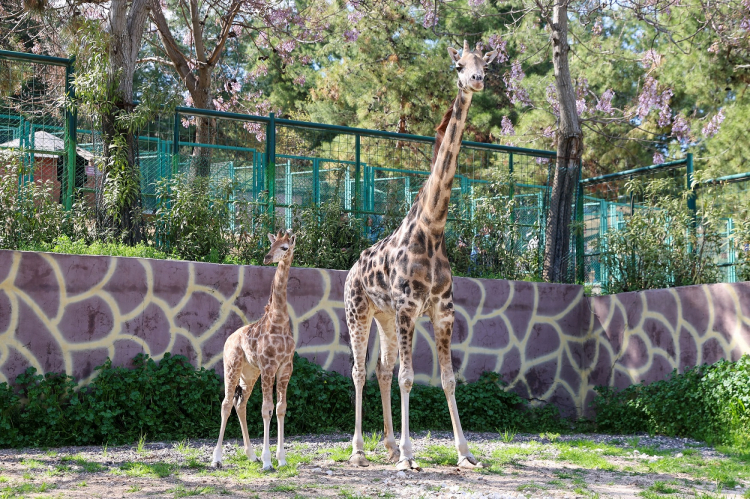 Türkiye’de doğan ilk bebek zürafa ziyaretçilerle buluştu