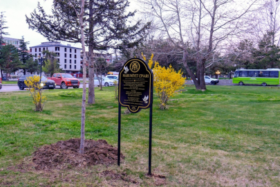 Masumiyet çınarları, kaybedilen canların hatırasını yaşatacak