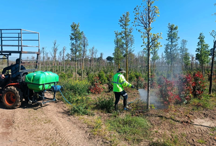 Kocaeli’de fidanlara koruyucu müdahale