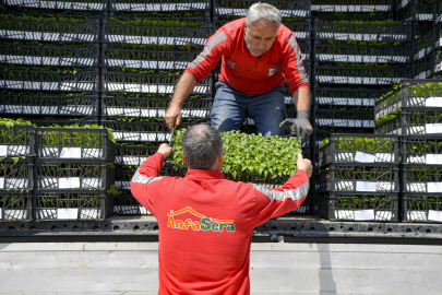 Ankara Büyükşehir’den çiftçilere 624 bin fide desteği