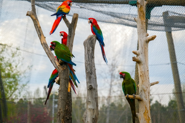 Eskişehir Hayvanat Bahçesi’ne 30 yeni tür kazandırıldı