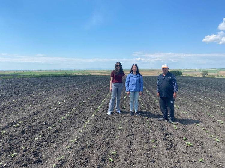 Keşan Akçeşme’de hububat alarmı! Yağış hastalıkları artırdı