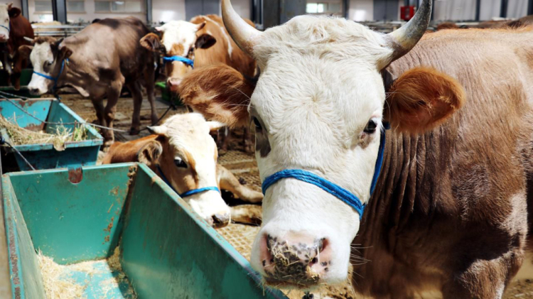 Sivas’ta kurban pazarı için başvuru takvimi belli oldu