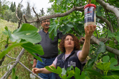 İncirde kalite kaybına karşı İzmir'de doğal mücadele