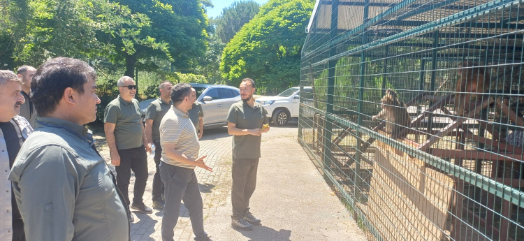Bursa’da tedavileri tamamlanan yaban hayvanlar doğaya salındı
