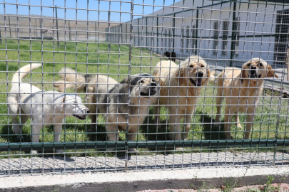 Kayseri Kocasinan'da can dostlara tam donanımlı yaşam merkezi