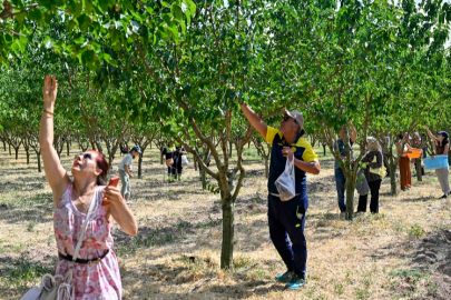 Başkentliler Ata Çiftliği'nde hasat yaptı