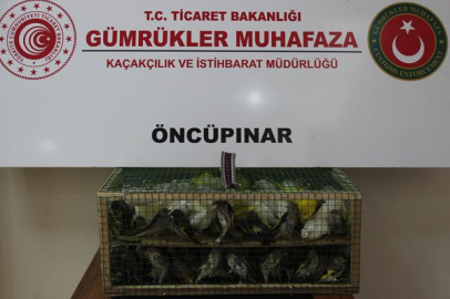 Gümrük Muhafaza'dan kaçakçılığa darbe! 2026'da 58 bin 519 canlı hayvan kurtarıldı