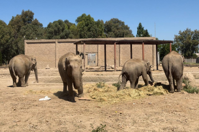 İzmir Doğal Yaşam Parkı’nın 6 tonluk sakini Winner 24 yaşında