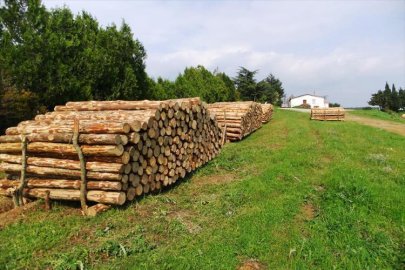 İstanbul Orman Bölge Müdürlüğü’nden orman emvali satışı