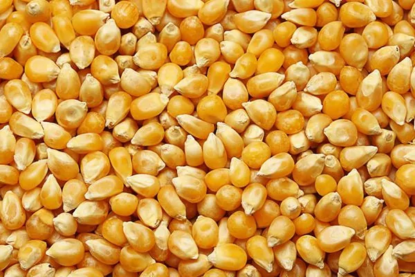 Dalaman’da 1.400 ton dane mısır satışa çıkıyor