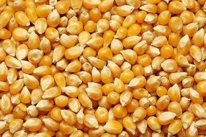 Dalaman’da 1.400 ton dane mısır satışa çıkıyor