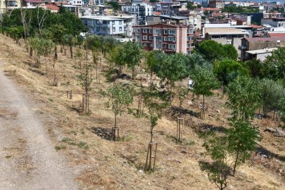 İzmir'in kıraç topraklarında yeşil dönüşüm