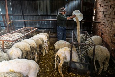 İzmir’de yangından etkilenen 47 üreticiye 30 ton yem desteği