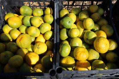 Satsuma mandalinada ihracat zamanı
