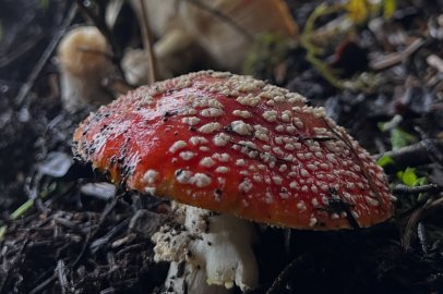 Bu mantara dikkat! 6 saatte etkisini gösteriyor