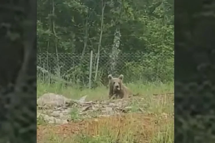 Bilecik’te ayılar bu kez beslenirken görüldü
