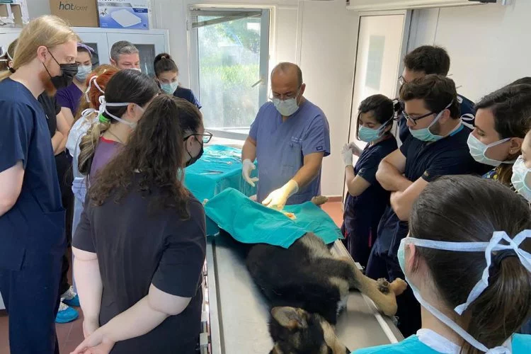 Bursa'da geleceğin veterinerlerine Osmangazi'de uygulamalı eğitim