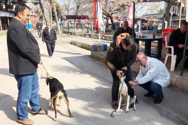 Bursa Mudanya'da 30 av köpeği kimliklendirildi