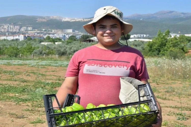 Bursa Orhangazi'de 'engelsiz' ilk hasat