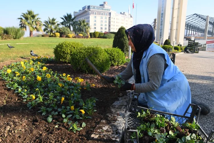 Bursa Osmangazi kış çiçekleri ile renklenecek