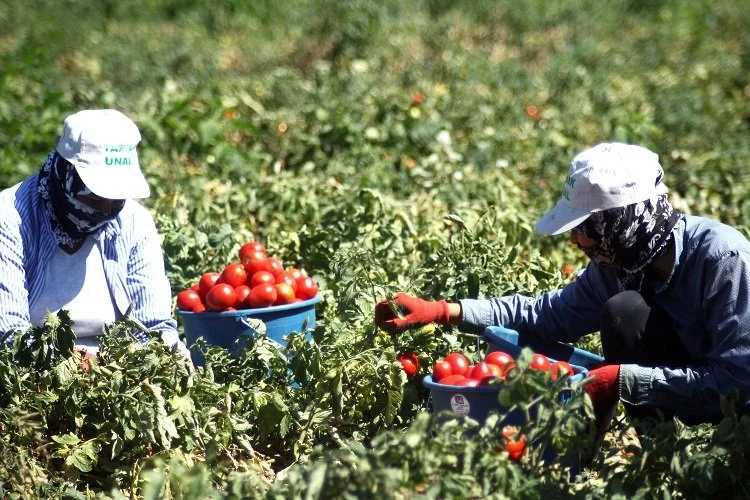 Bursa Yenişehirli çiftçi planlı ekim istiyor