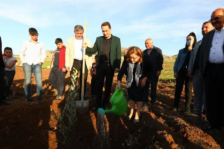 Gaziantep Büyükşehir Nurdağı'nda zeytin fidanlarını toprakla buluşturdu 