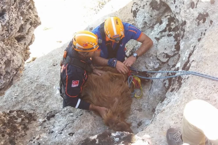 Diyarbakır'da AFAD ekipleri uçurumdaki keçileri kurtardı