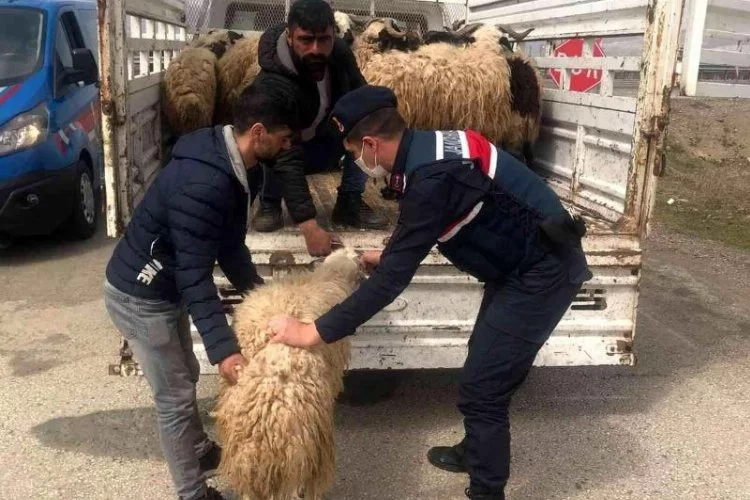 Elazığ'da kayıp hayvanları Jandarma buldu