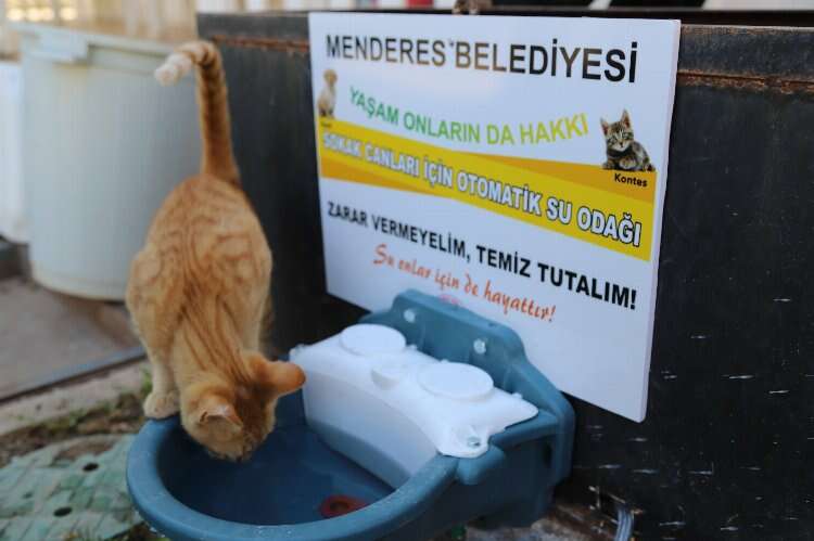 İzmir’in Menderes ilçesinde sokak hayvanları için su kabı