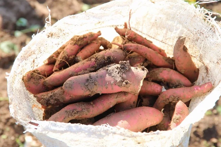 Hatay'dan tarımsal kalkınmaya 'tatlı patates' desteği