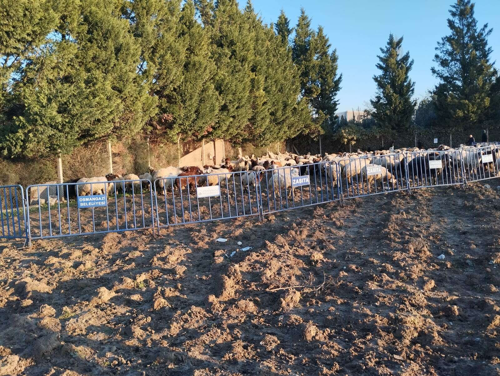 Tarım arazilerine zarar veren koyunlara Osmangazi Zabıtası'ndan müdahale