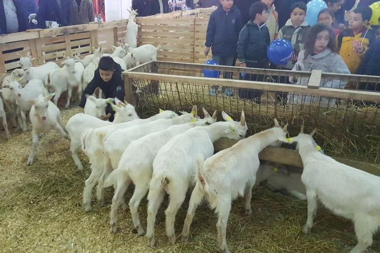 Hayvancılık sektörü Mustafakemalpaşa'da buluşacak