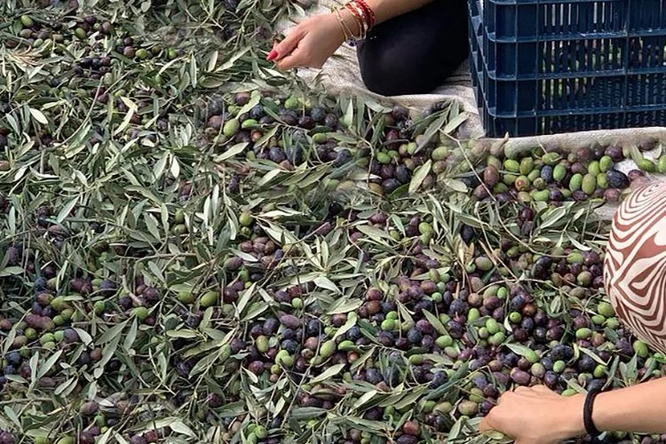 İzmir Şirince'de hem tatil, hem de zeytin hasadı deneyimi