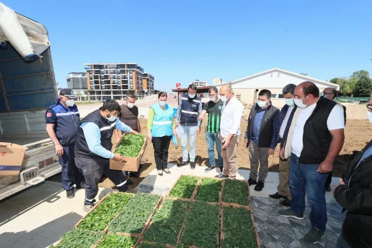 Kocaeli İzmit Belediyesi köylere binlerce fide desteği verecek
