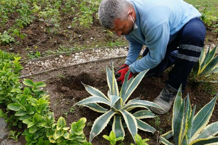 İzmit Belediyesi Tıbbi-Aromatik  Bitkiler Bahçesi’ne bakım yaptı