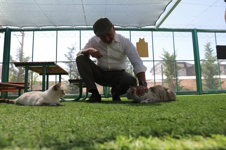 Kayseri'de Küçük Dostlar Kedi Kasabası'na ilgi akını