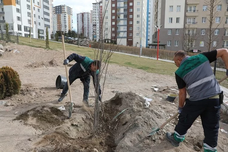 Kayseri Talas'ta ağaçlandırma sezonu açıldı