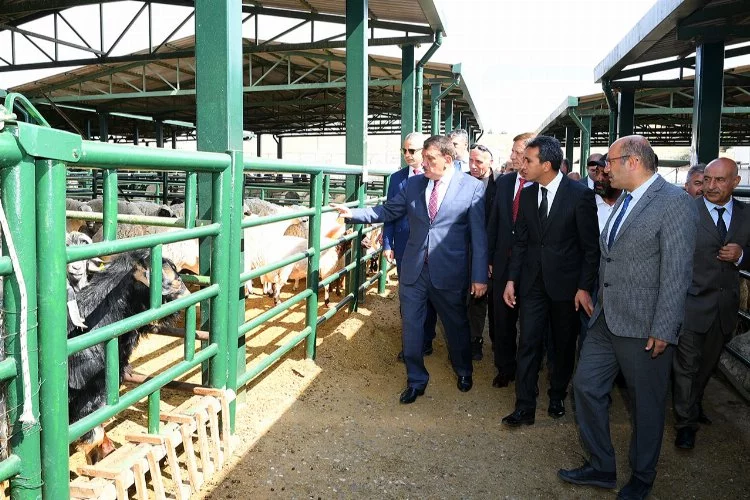 Malatya'da canlı hayvan pazarına Başkan Gürkan'dan inceleme