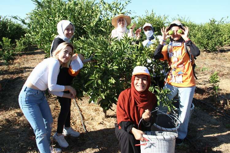 İzmir’de mandalinalar ihtiyaç sahiplerine hasat edildi