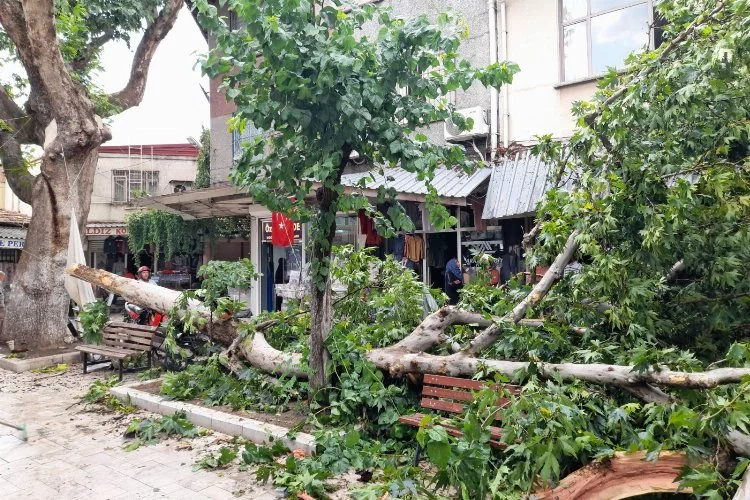 Manisa Akhisar'da şiddetli fırtına ağaçları devirdi
